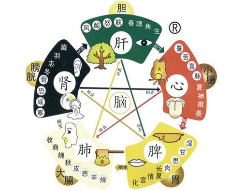 五行對應器官|中醫知識 